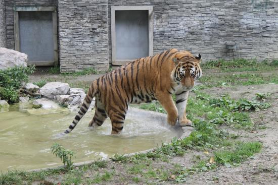 Krakóws zoologiska trädgård